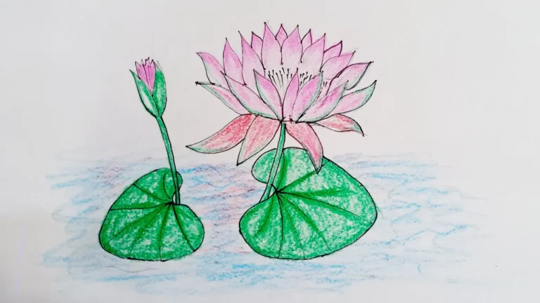 Water Lily Flower Drawing